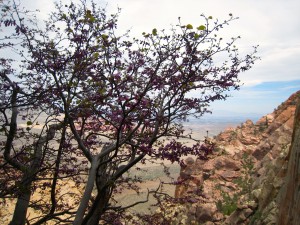 IMG_3317